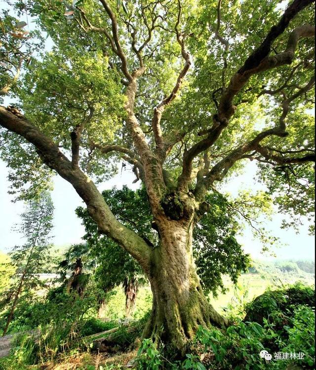 角美·培厝荔枝王上榜“中国最美古树”